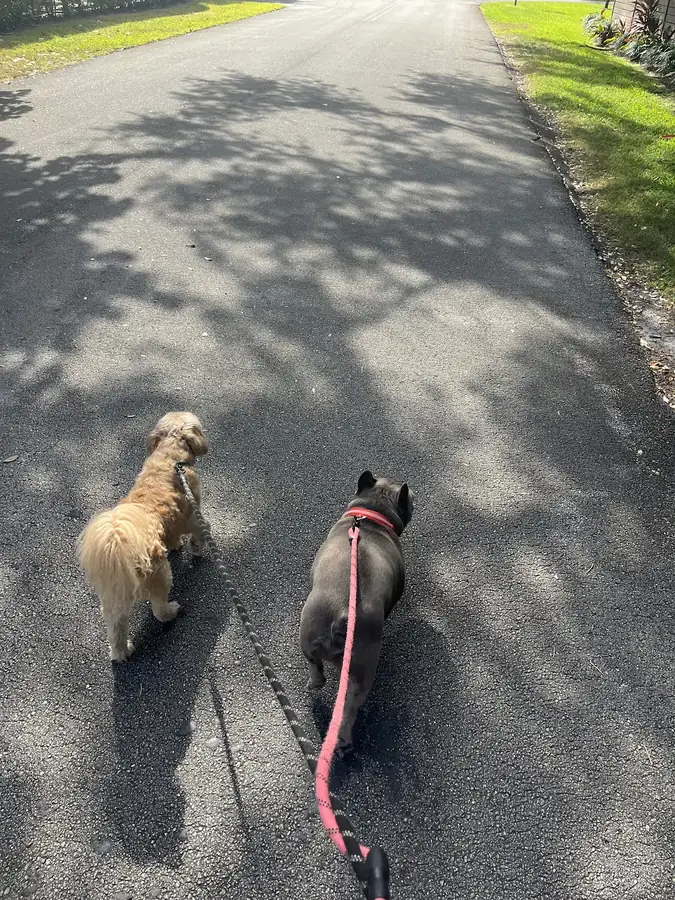 Two boarding dogs on a leashed walk down a shady Pinecrest street