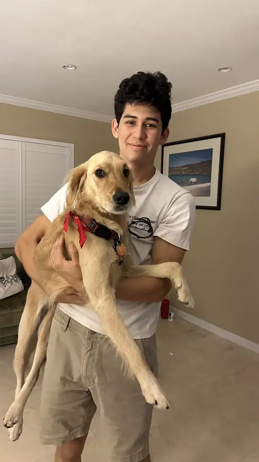 A golden puppy being held and cuddled indoors