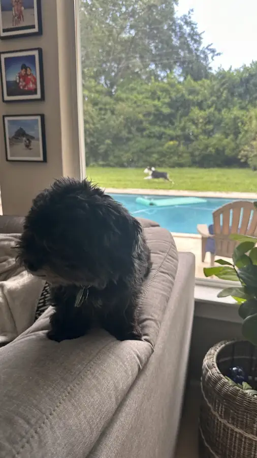 A black doodle relaxing on the couch by the window