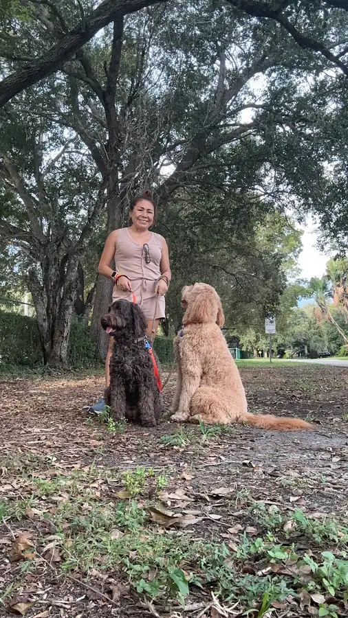 Two doodles sitting calmly for a photo on a walk under the trees